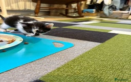 Domestic Shorthair cats for sale: Domestic short hair kittens  - Image 3