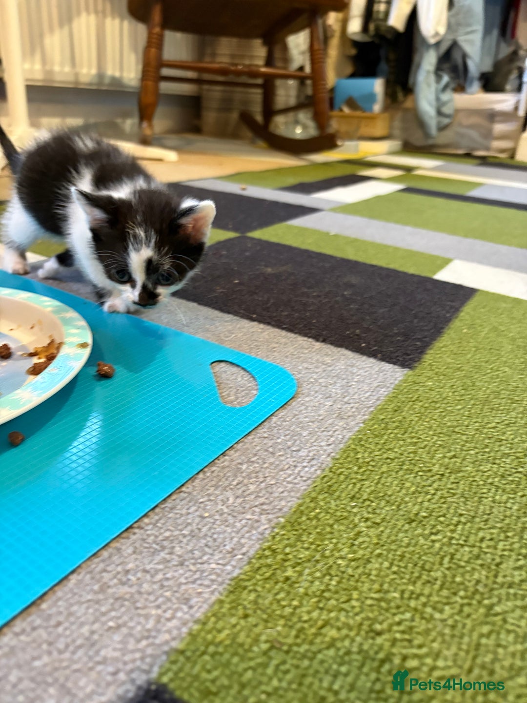 Domestic Shorthair cats for sale: Domestic short hair kittens  - Image 3