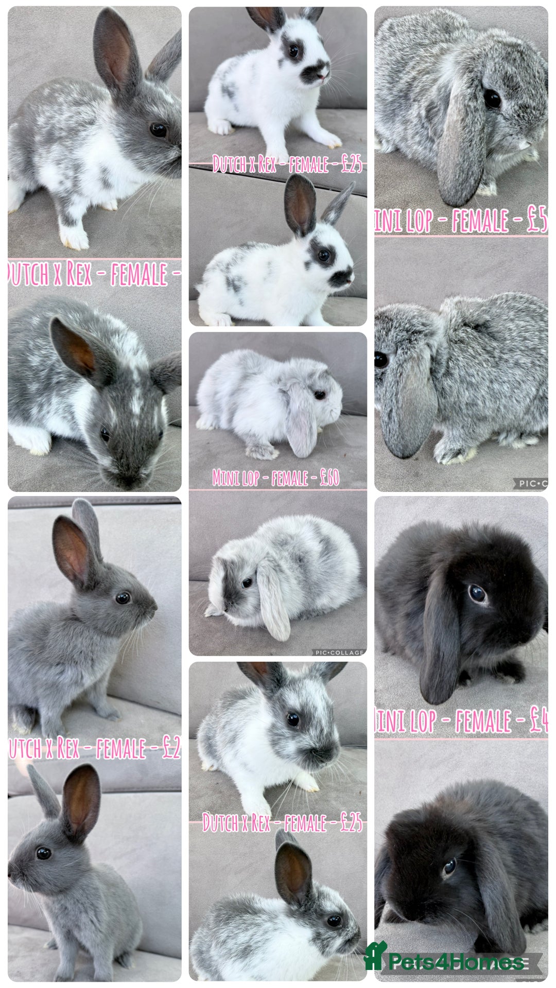 Mixed Breed rabbits Rabbits - Mini Lops & Dutch x Rex - Advert 6