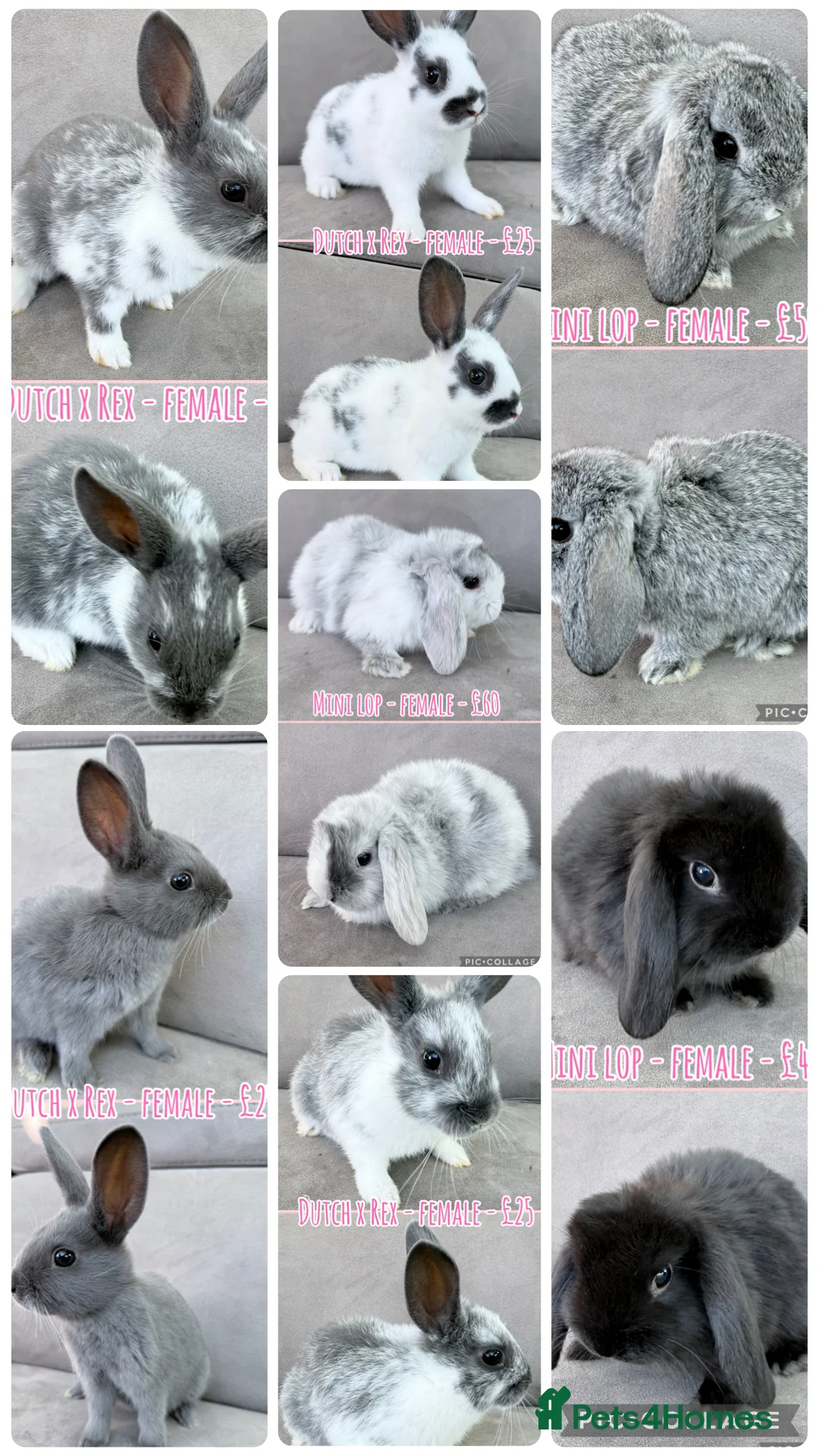 Mixed Breed rabbits for sale: Rabbits - Mini Lops & Dutch x Rex - Advert 1