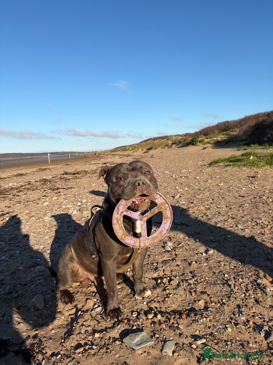 Staffordshire Bull Terrier dogs for stud: Staffy boy for stud - Advert 4