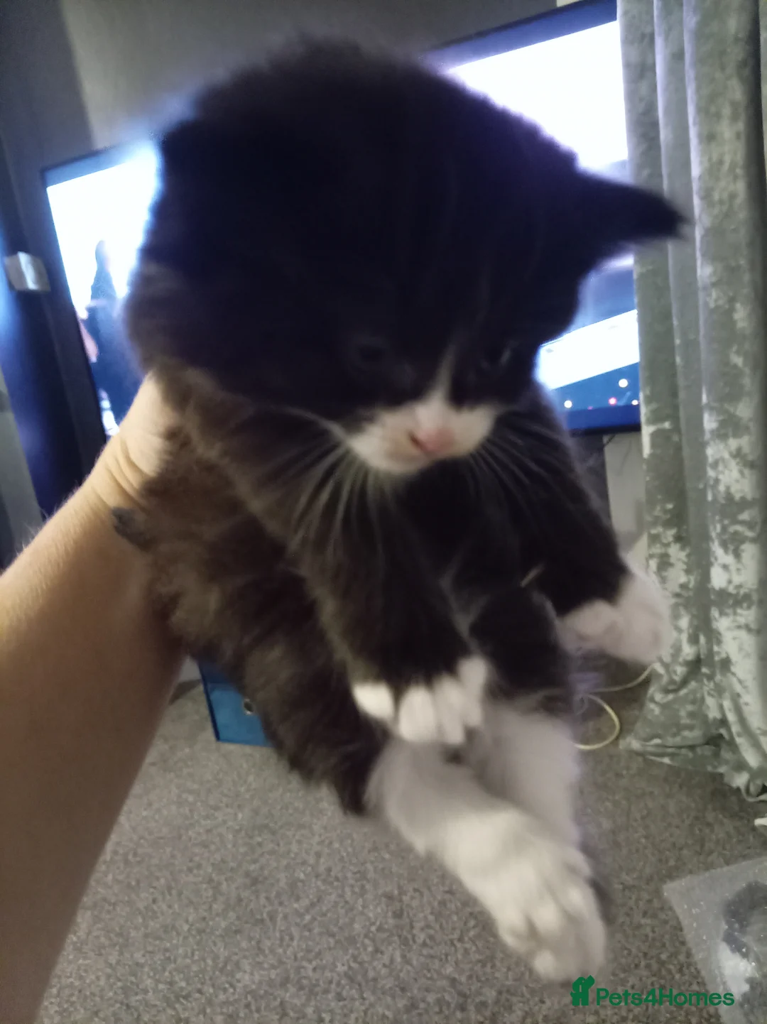 Mixed Breed cats for sale: 2 boys and I girl  - Advert 4