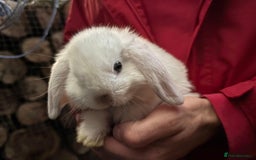 Mini Lop rabbits for sale: Friendly Pure Bred Mini Lop Bunnies Ready Now  - Image 3