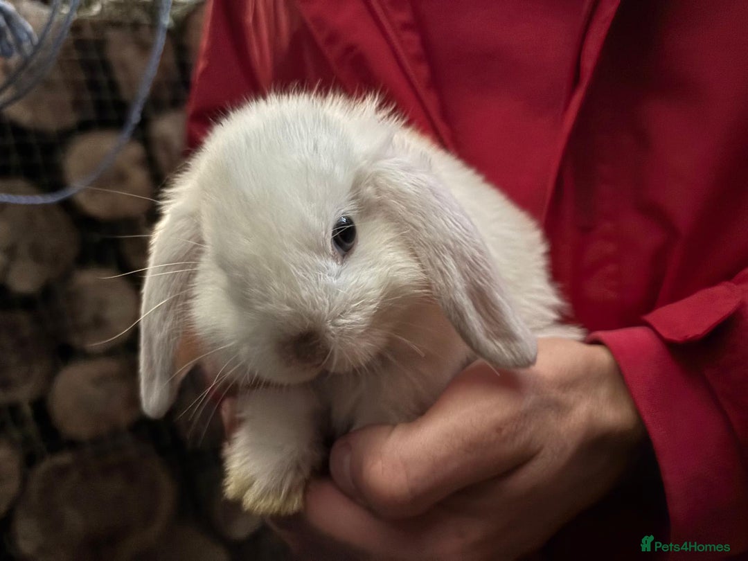 Mini Lop rabbits for sale: Friendly Pure Bred Mini Lop Bunnies Ready Now  - Image 3