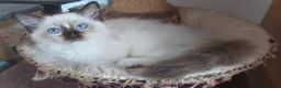 Ragdoll cats for sale: RAGDOLLS GIRL SEAL POINT BICOLOUR BLUE EYES  - Advert 6