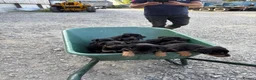 Australian Kelpie dogs for sale: Kelpie cross Collies in Launceston - Advert 5