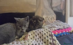 Munchkin cats for sale: Munchkin x Scottish Fold - Image 24