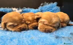 Labrador Retriever dogs for sale: Kennel Club Registered Labrador puppies  - Image 18