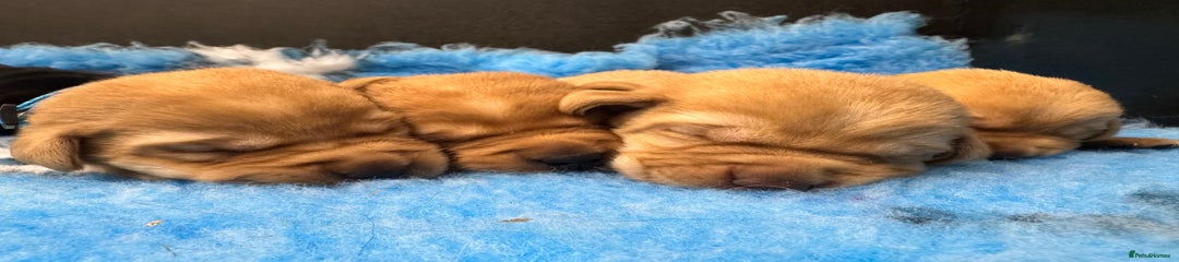 Labrador Retriever Puppy 3