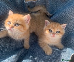 British Shorthair cats Very special BSH Golden kittens - Advert 16