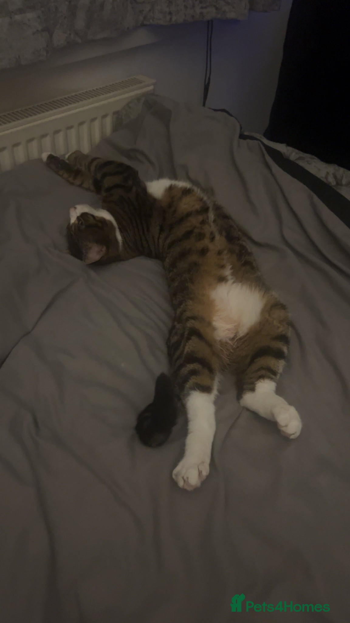 British Shorthair cats TABBY BOY CUTE CHILL - Advert 3