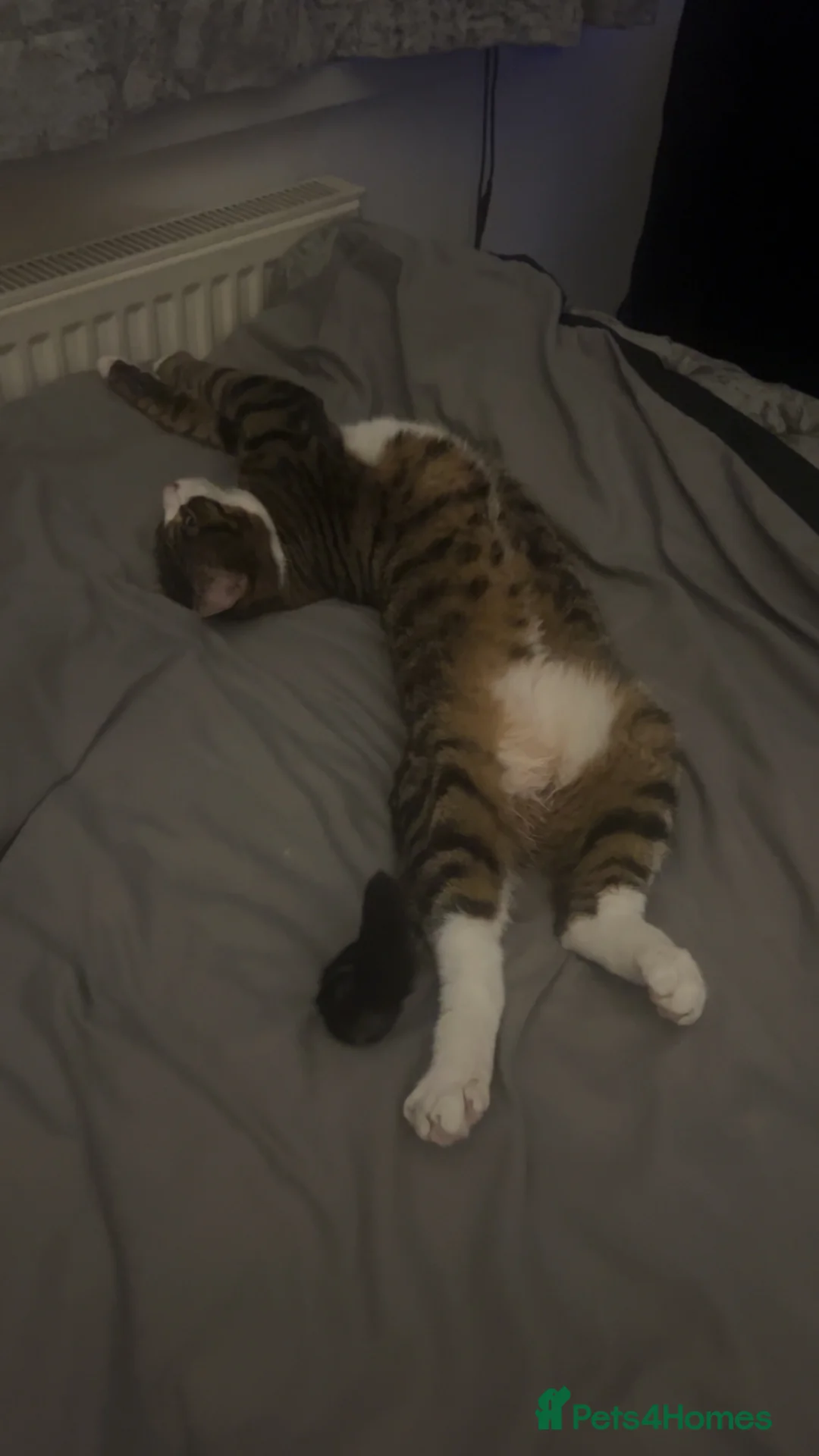 British Shorthair cats for sale: TABBY BOY CUTE CHILL in West Bromwich - Advert 1