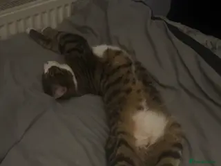 British Shorthair cats TABBY BOY CUTE CHILL - Advert 14