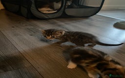 Mixed Breed cats for sale: 3 beautiful kittens looking for their forever home - Image 11
