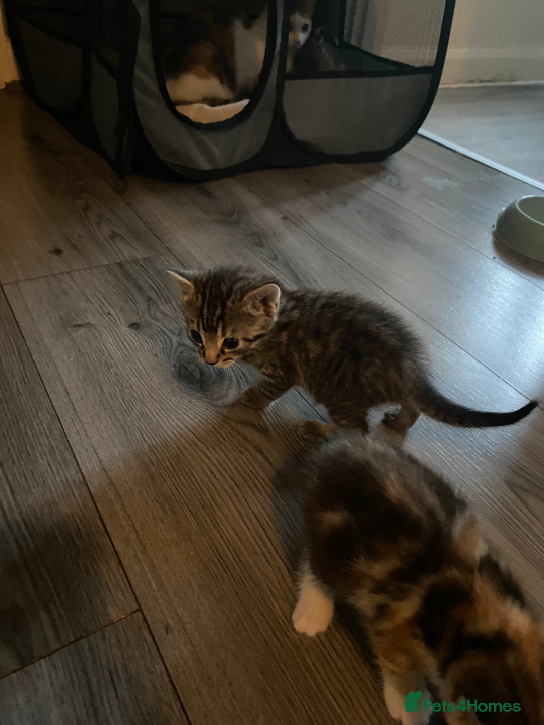 Mixed Breed cats for sale: 3 beautiful kittens looking for their forever home - Image 11
