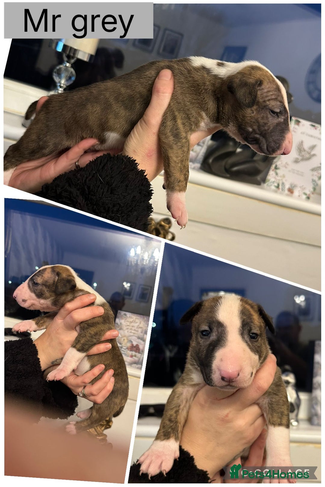 English Bull Terrier dogs for sale: Champion bloodline English bullterrier puppys. - Advert 9