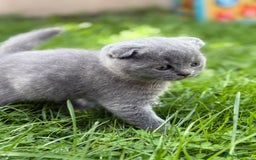 Scottish Fold cats for sale: Lovely Scottish fold kitties🥰 - Image 11