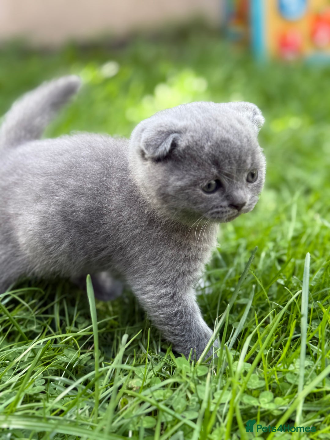 Scottish Fold cats for sale: Lovely Scottish fold kitties🥰 - Image 11