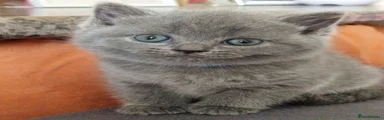British Shorthair 3