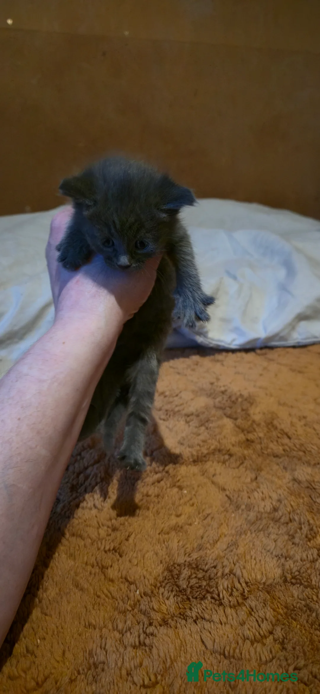 Domestic Shorthair cats for sale: Beautifull 9 kittens ready for 26th of May 2026 - Advert 2