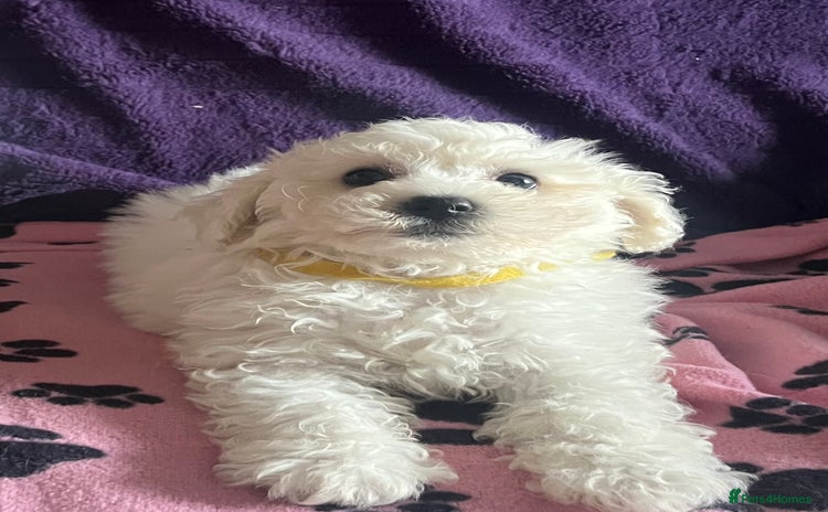 Bichon Frise dogs - Advert 9