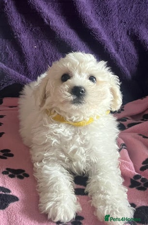 Bichon Frise dogs - Advert 1