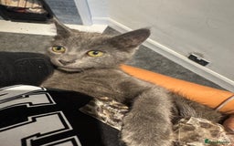 Mixed Breed cats for sale: Kitten  - Image 1