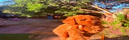 Cavapoo dogs for sale: F1b Deep Red curly coat toy Cavapoo pups 🐾 - Advert 3