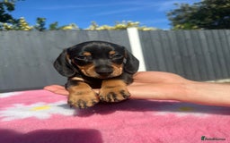 Miniature Dachshund dogs for sale: REDUCED‼️last male miniature dachshund pup🩵 - Image 4