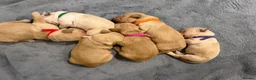 Golden Retriever dogs for sale: Beautiful KC Registered Golden Retriever Puppies. in Fordingbridge - Advert 15