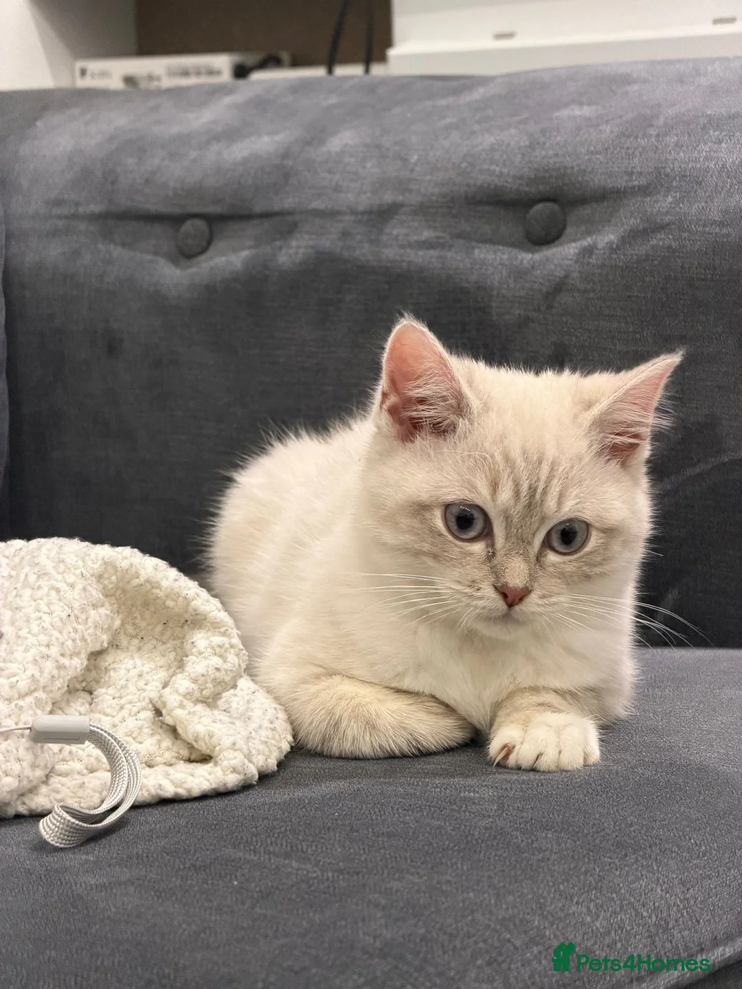 Mixed Breed cats for sale: BRITISH SHORT HAIR X RAG DOLL in Birmingham - Advert 4