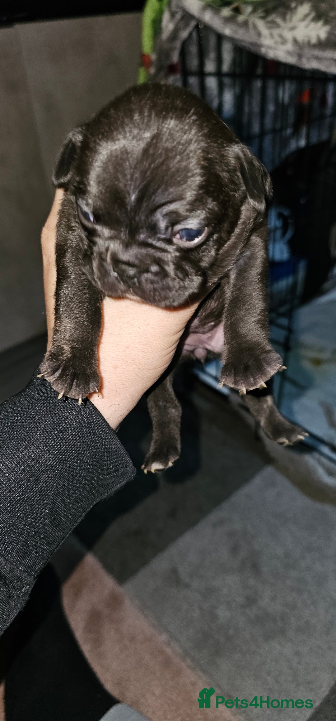 French Bulldog dogs for sale:  6 x beautiful Frenchie puppies for sale  - Advert 6