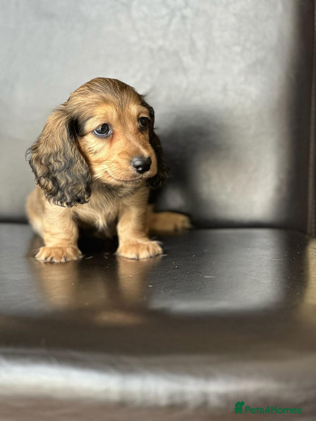 Miniature Dachshund dogs Miniature longhaired dachshunds  - Advert 11