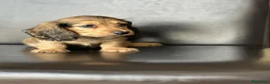 Miniature Dachshund Puppy 2