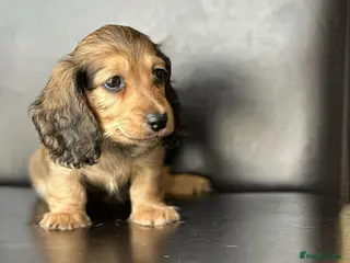 Miniature Dachshund dogs Miniature longhaired dachshunds - Advert 3