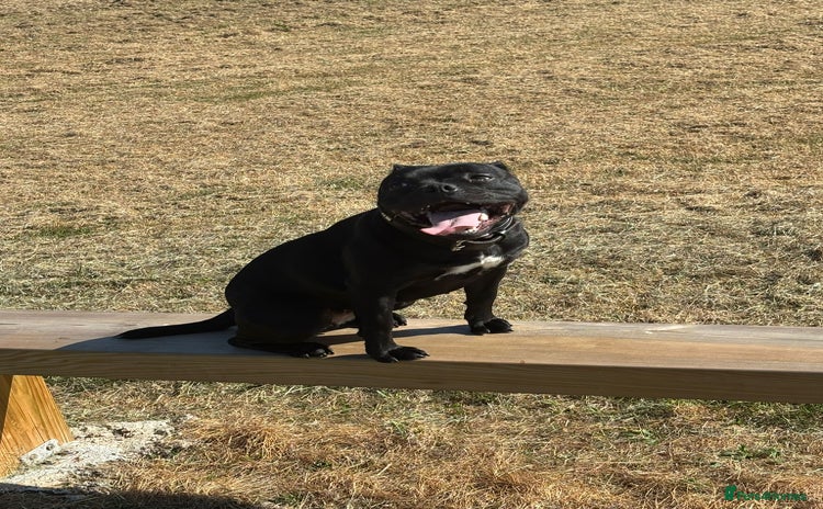 Staffordshire Bull Terrier dogs - Advert 12