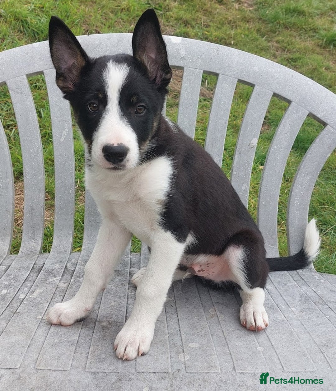Border Collie dogs for sale: Tri-Colour Border Collie Puppies for New Homes - Image 4
