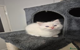 Ragdoll cats for sale: 2 pure flame point ragdolls - Advert 3