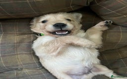 Golden Retriever dogs for sale: Gorgeous Working Type Golden Retriever Puppies  - Image 18