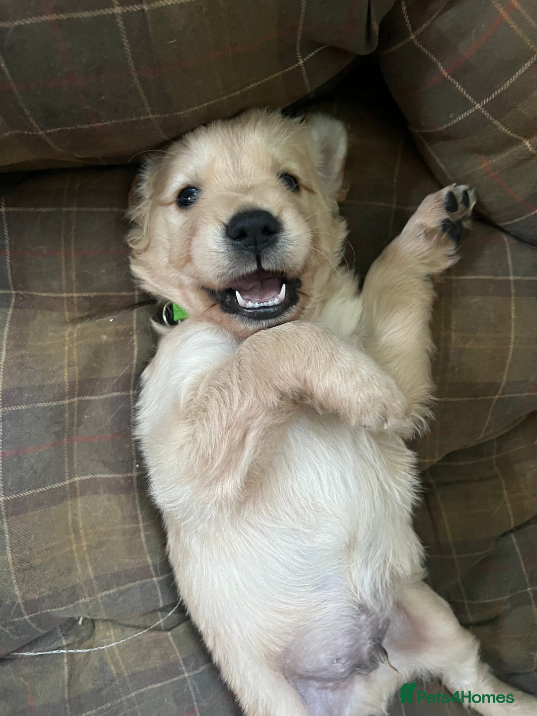 Golden Retriever dogs for sale: Gorgeous Working Type Golden Retriever Puppies  - Image 18