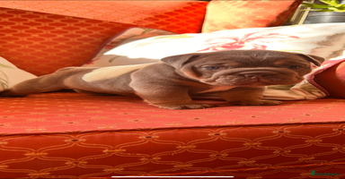 English Bulldog dogs - Advert 6