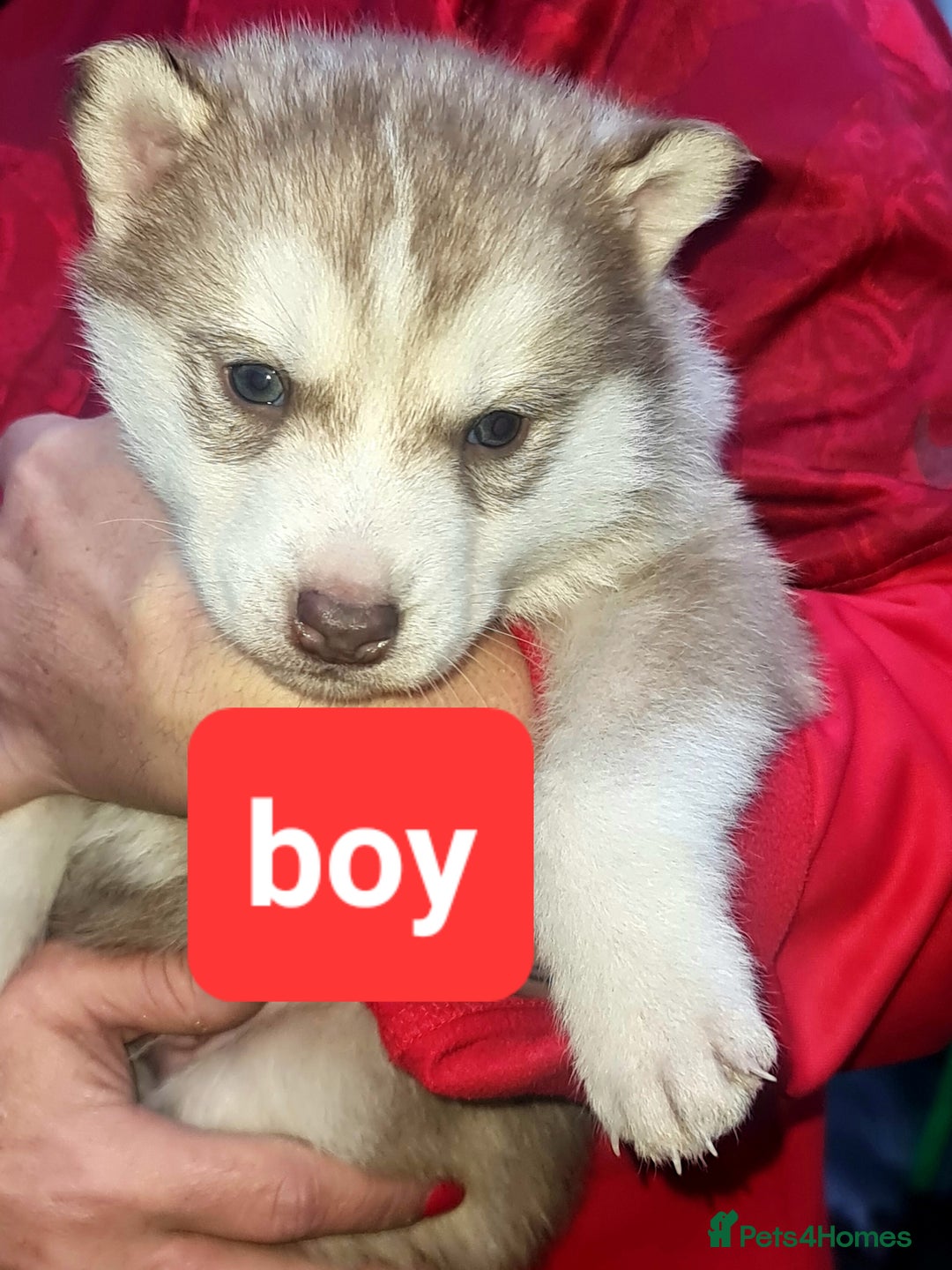 Siberian Husky dogs for sale: 6 siberian husky  - Advert 20