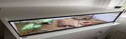 Leopard Gecko reptiles for sale: Female Leopard Gecko with Full Setup  in Petersfield - Advert 8