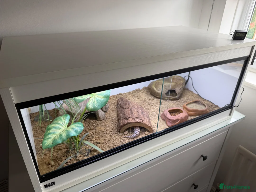 Leopard Gecko reptiles for sale: Female Leopard Gecko with Full Setup  in Petersfield - Advert 8