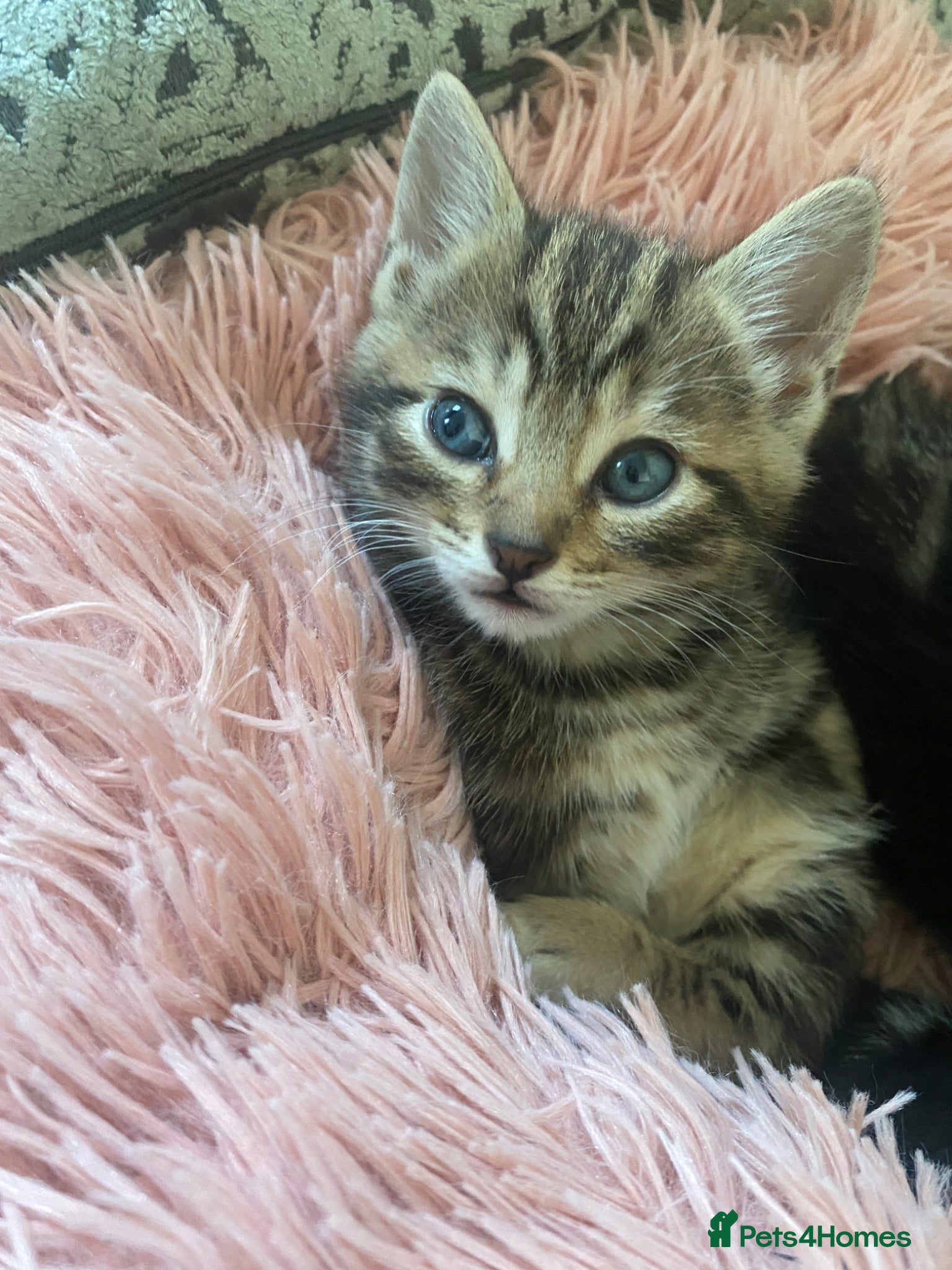 Bengal cats Bengal  - Advert 1