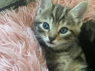 Bengal cats Bengal - Advert 1