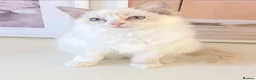 Ragdoll cats for sale: INDOOR GCCF REG CHOCOLATE LILAC RAGDOLL KITTENS - Advert 18
