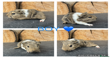 Guinea Pig rodents - Advert 10