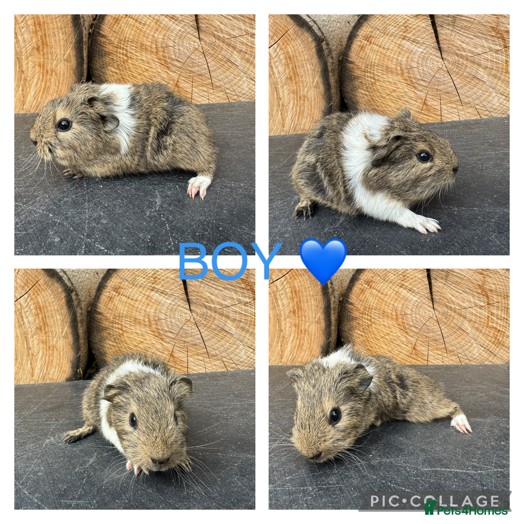 Guinea Pig rodents for sale: Purebred Teddy,Funky+smooth piggy’s (Boys+Girls) - Image 3