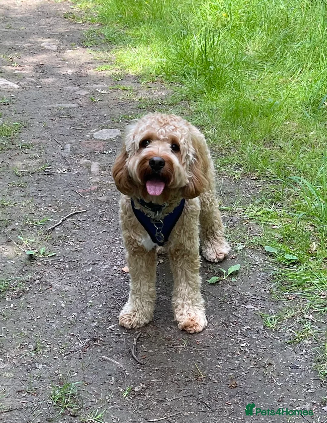 Cockapoo dogs for stud: Handsome cockapoo - For stud until proven - Advert 2